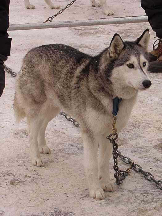 2003 schlittenhunde037.jpg